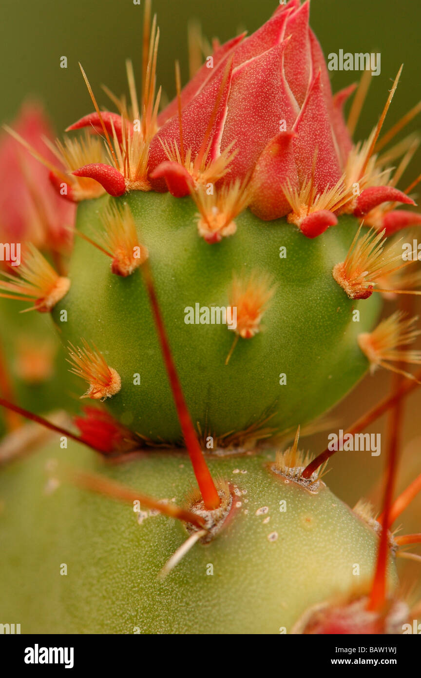 Opuntia ficus Stock Photo