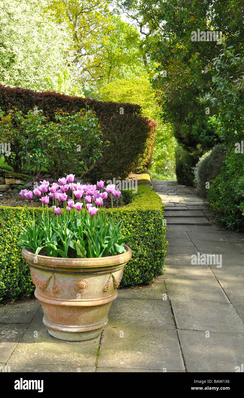 Kiftsgate Garden, Gloucestershire - Large Terracotta Pot with Tulips Stock Photo