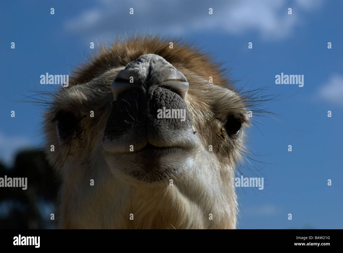 Camels face Stock Photo