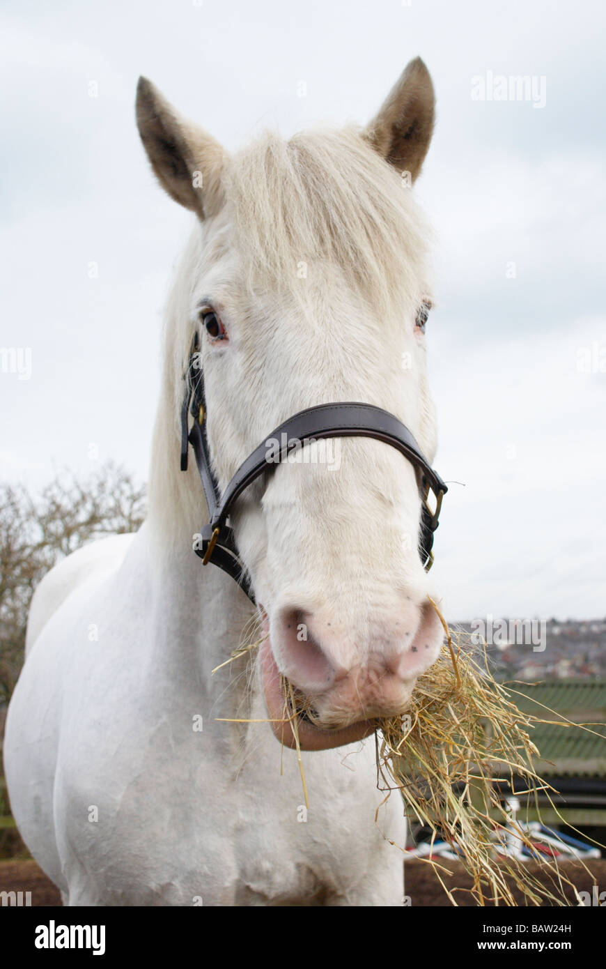 horse eating straw / hey Stock Photo Alamy