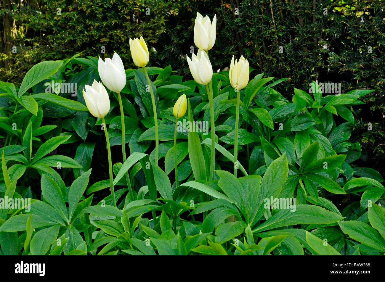 White Tulips with green foliage against a dark Yew hedge background. Stock Photo