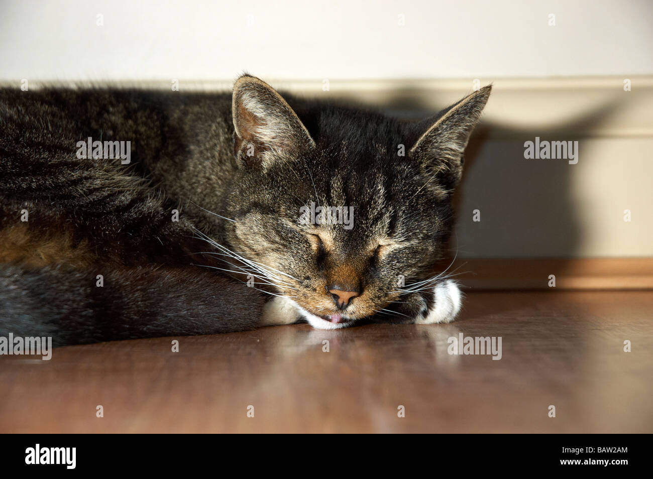 An old cat sleeping on the floor Stock Photo Alamy