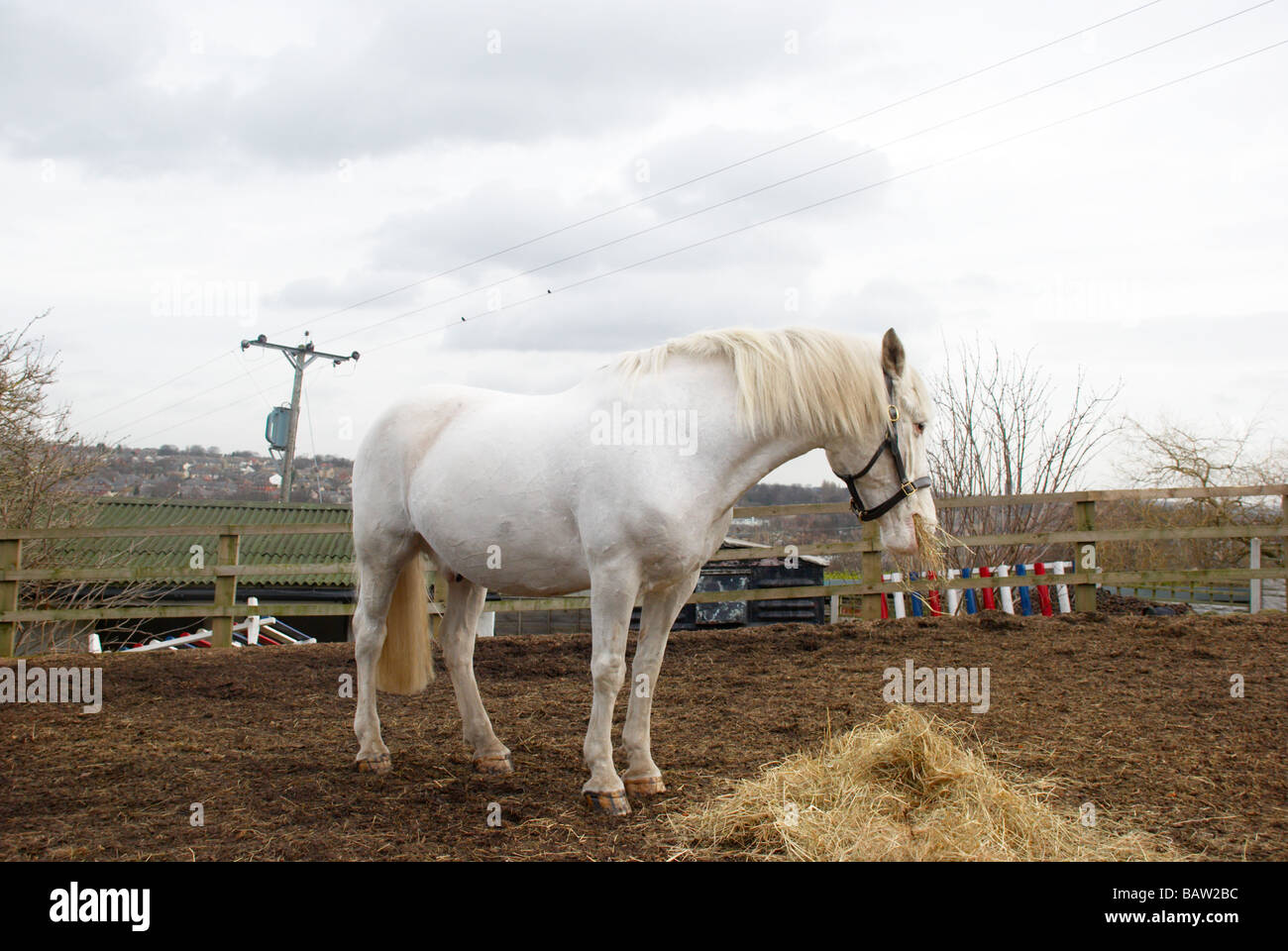 white horse eating straw Stock Photo Alamy