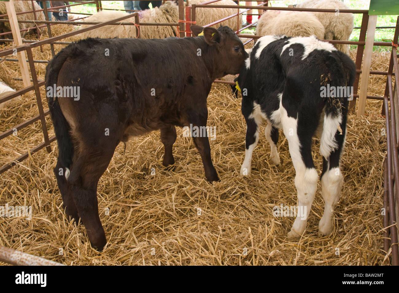 Two young calves, one a beef calf, the other a Holstein dairy calf. Placed in pen together for comparison. Stock Photo