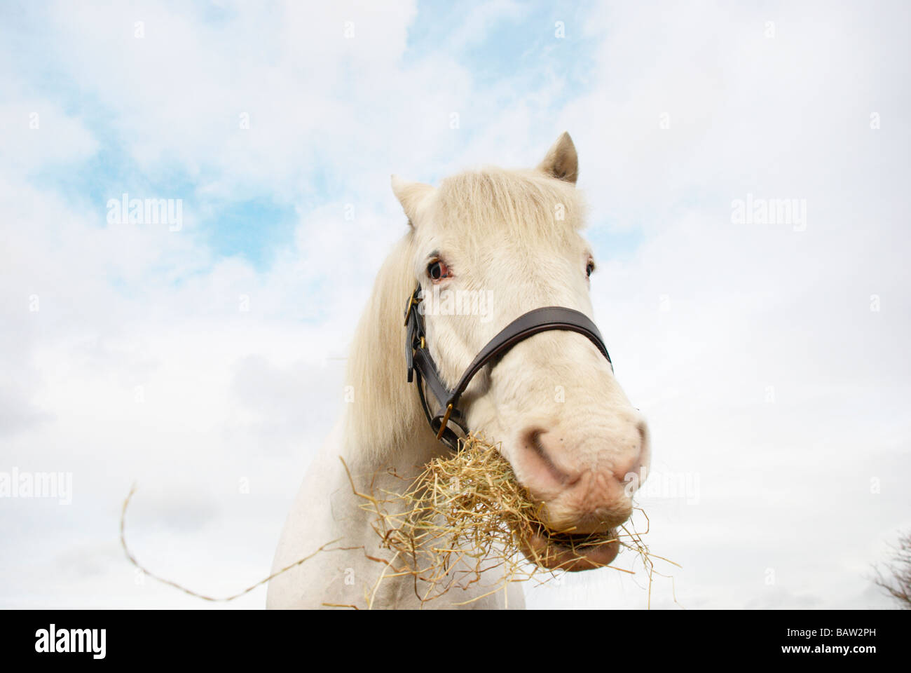 white horse eating straw Stock Photo Alamy