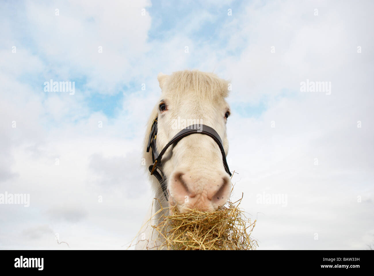 white horse eating straw Stock Photo Alamy