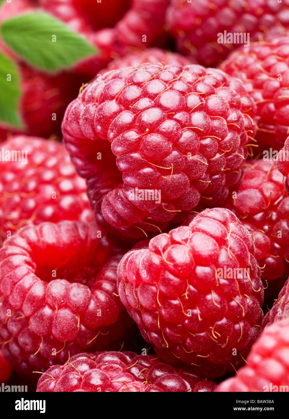Raspberry Stock Photo