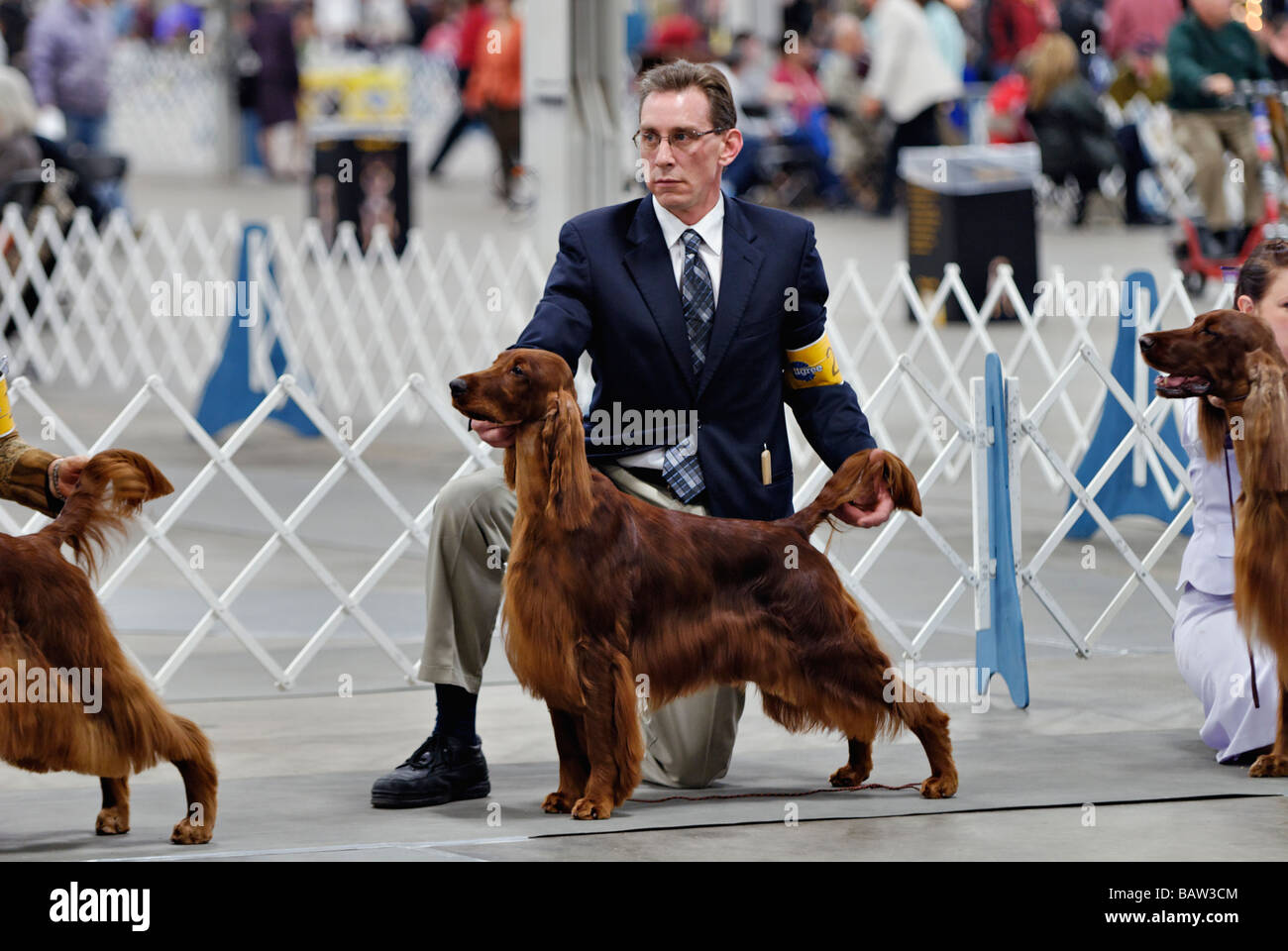 Irish Setter being Shown in the Show Ring at the Louisville Dog Show in Louisville Kentucky Stock Photo