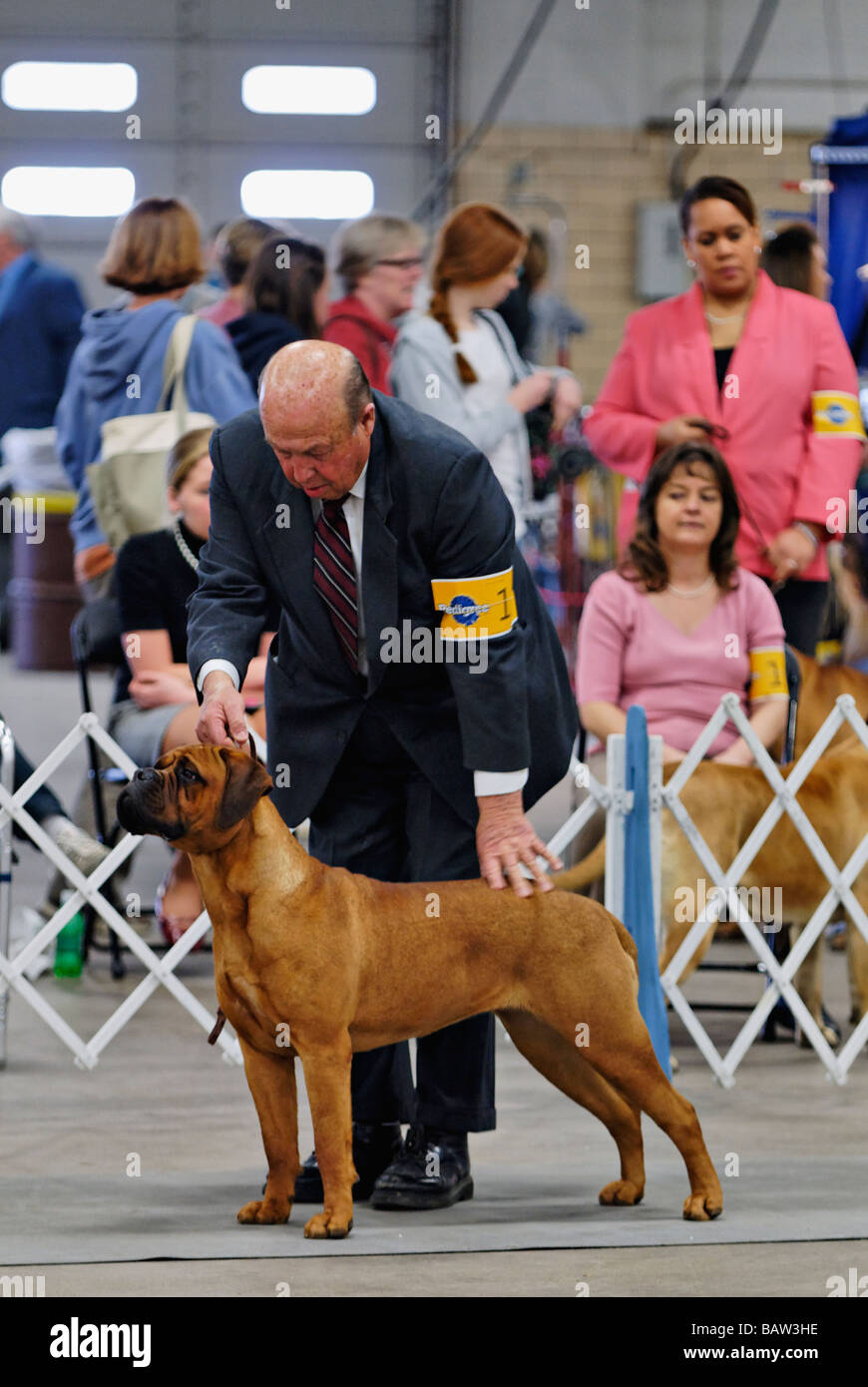 Bullmastiff being Shown in the Show Ring at the Louisville Dog Show in Louisville Kentucky Stock Photo