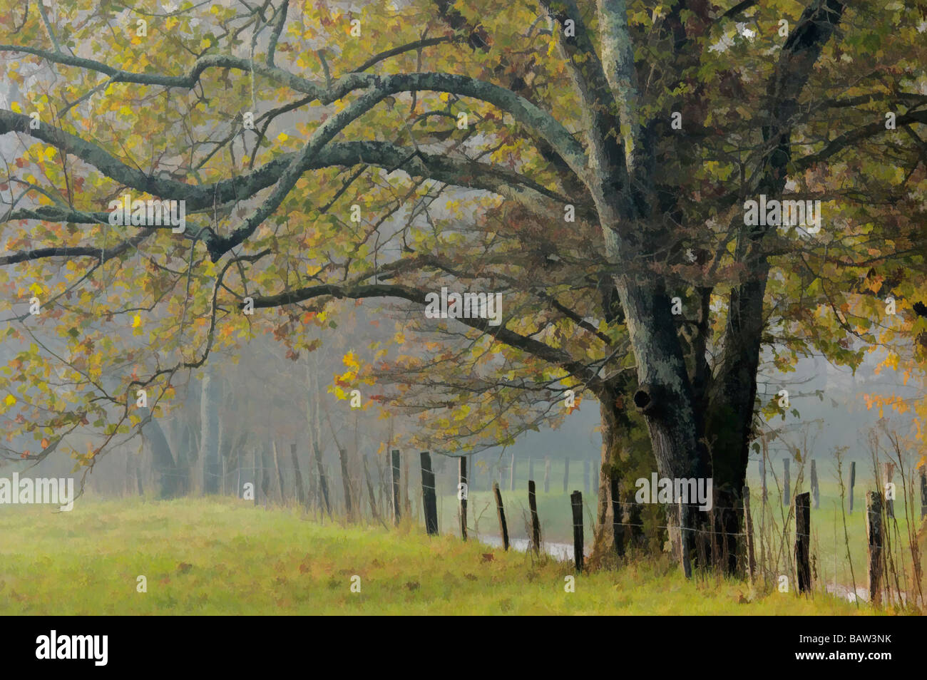 Watercolor Treatment of Trees with Autumn Leaves and Fence Lining Misty Country Lane in Cades Cove  Great Smoky Mountains Stock Photo