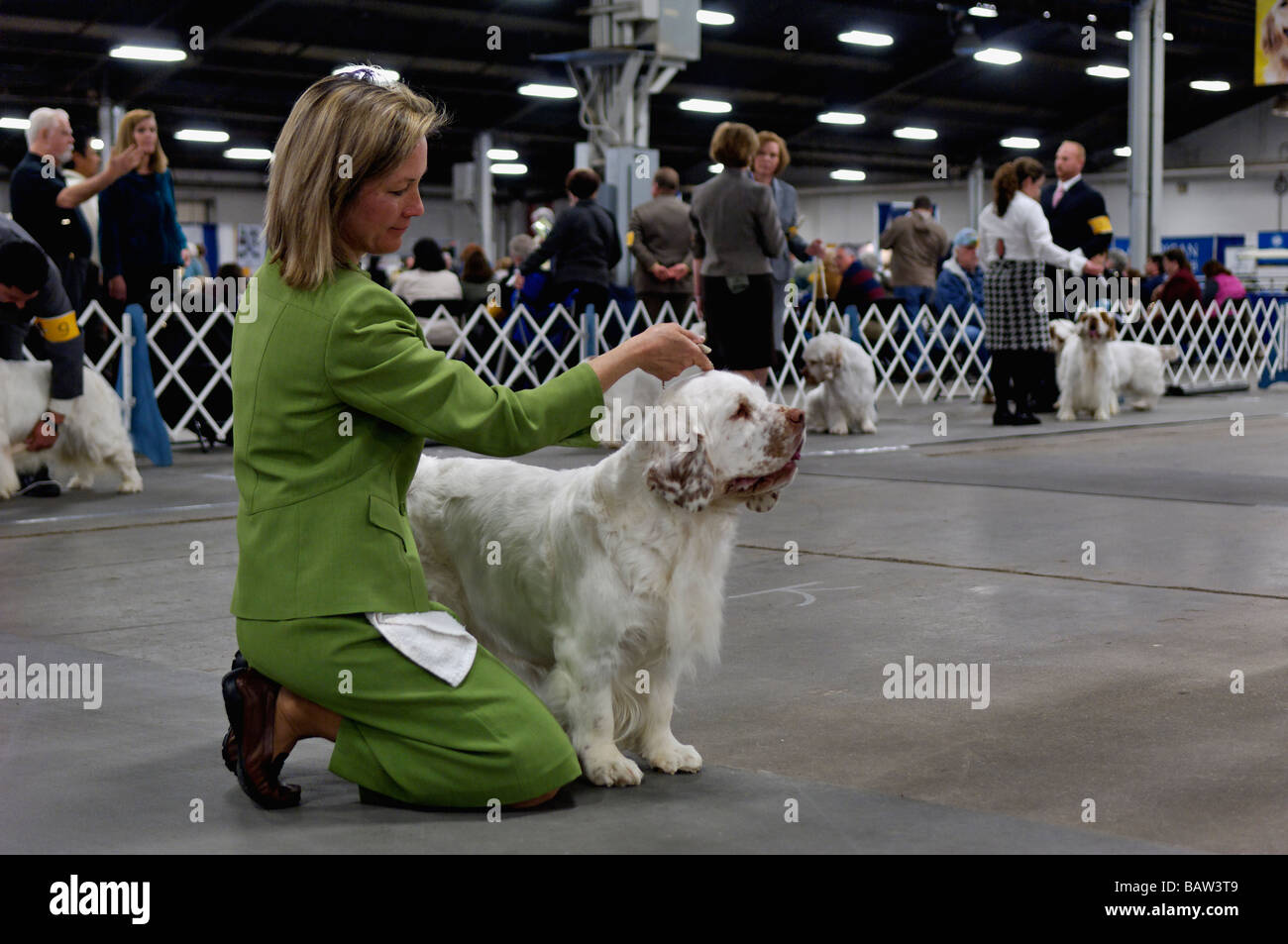 Clumber Spaniel being Shown in the Show Ring at the Louisville Dog Show in Louisville Kentucky Stock Photo