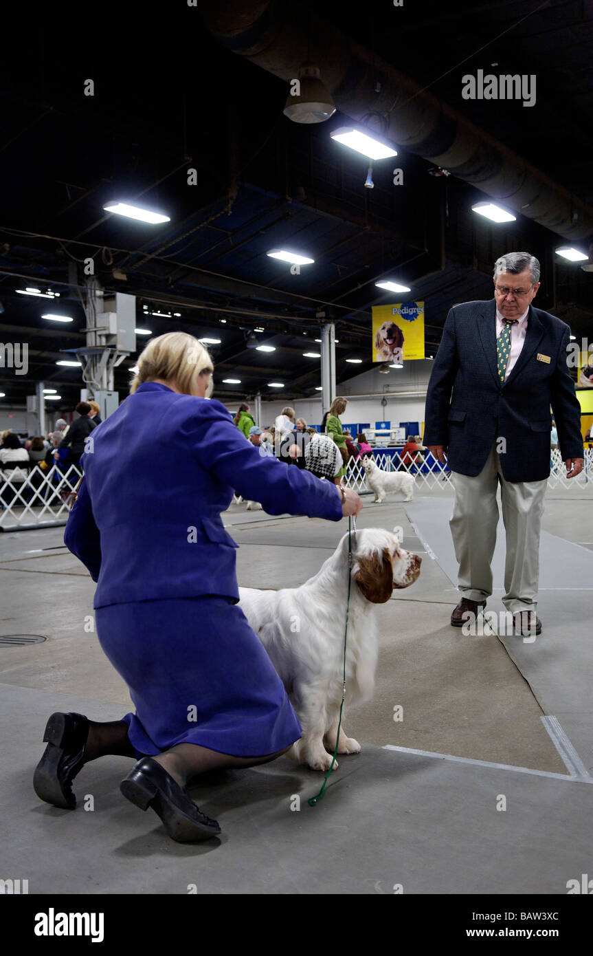 Clumber Spaniel being Shown in the Show Ring at the Louisville Dog Show in Louisville Kentucky Stock Photo