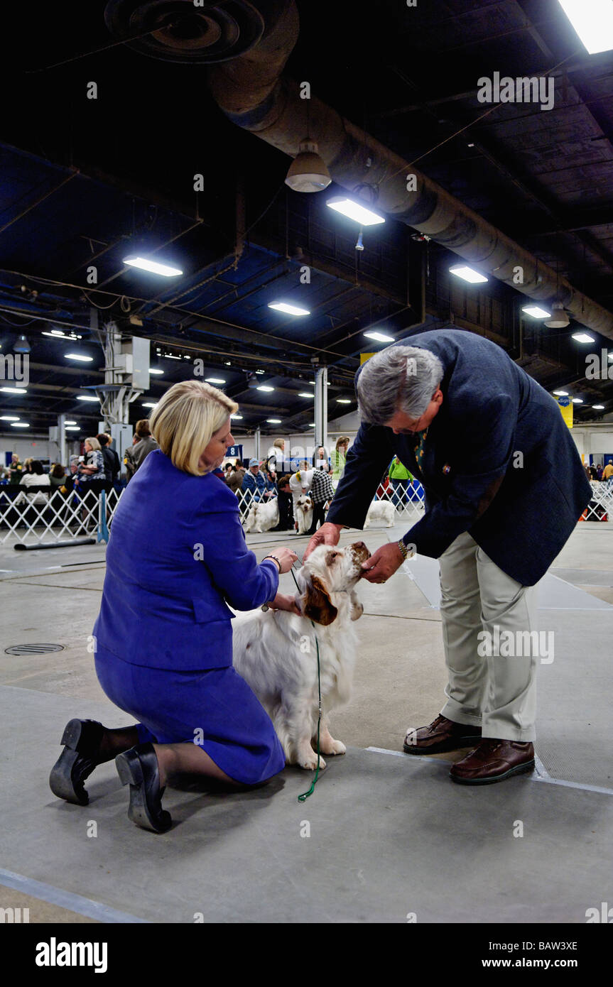 Clumber Spaniel being Examined by the Judge in the Show Ring at the Louisville Dog Show in Louisville Kentucky Stock Photo