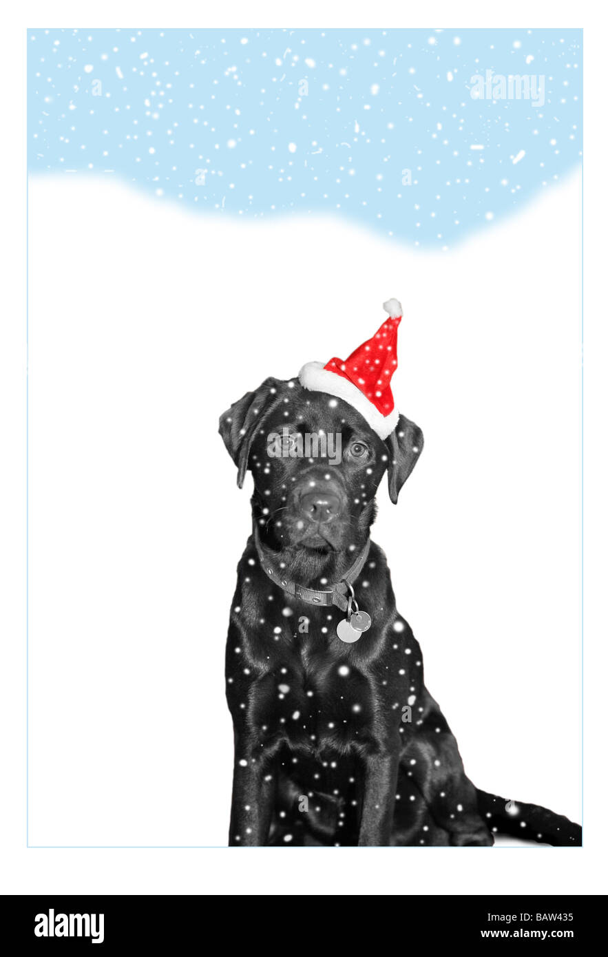 a labrador dog in a santa hat in the snow Stock Photo
