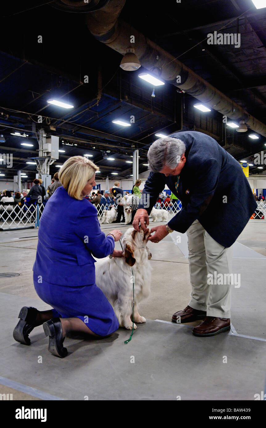 The Bite of a Clumber Spaniel being Examined by the Judge in the Show Ring at the Louisville Dog Show in Louisville Kentucky Stock Photo