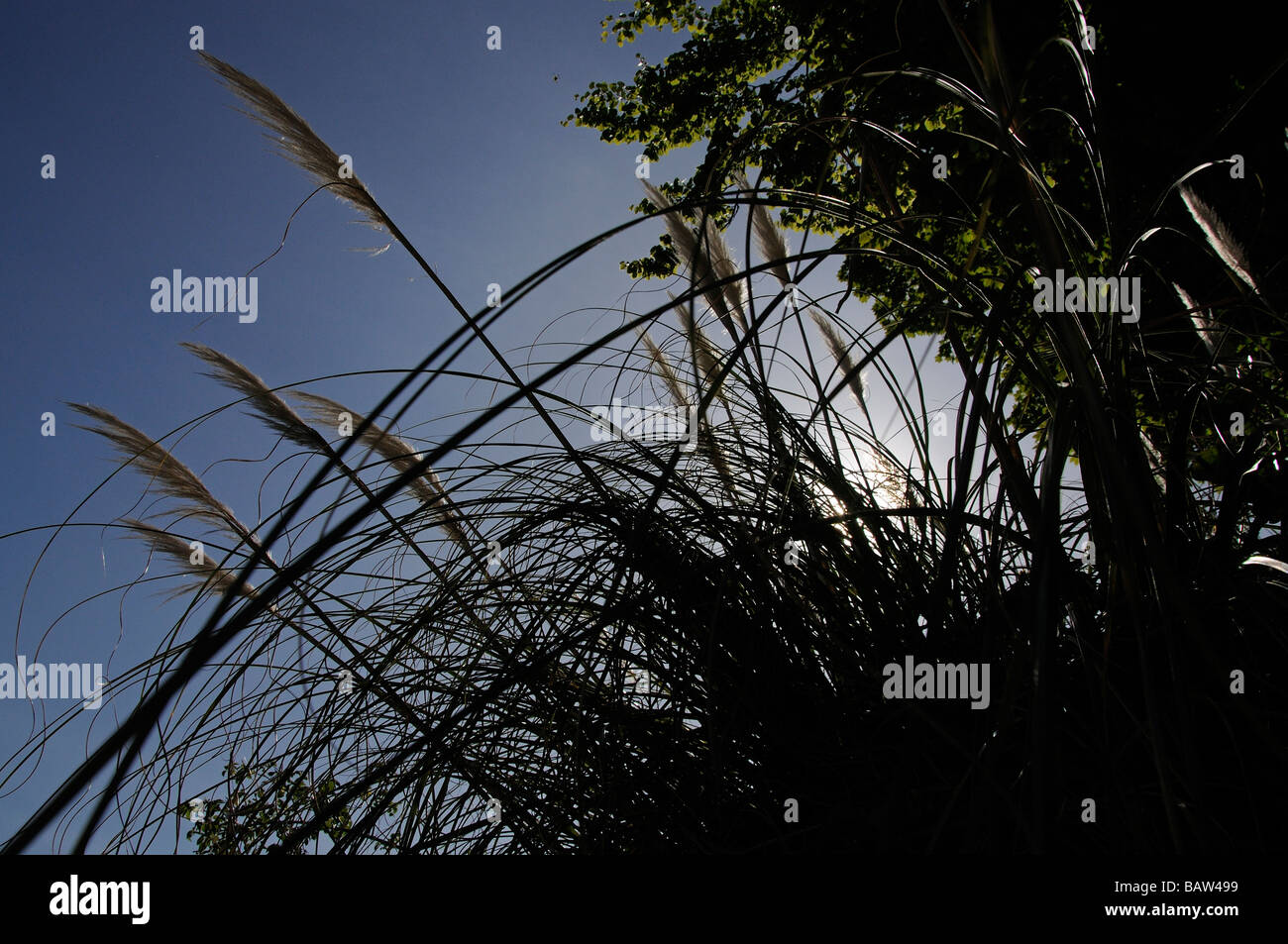 Tall grass in silhouette Stock Photo