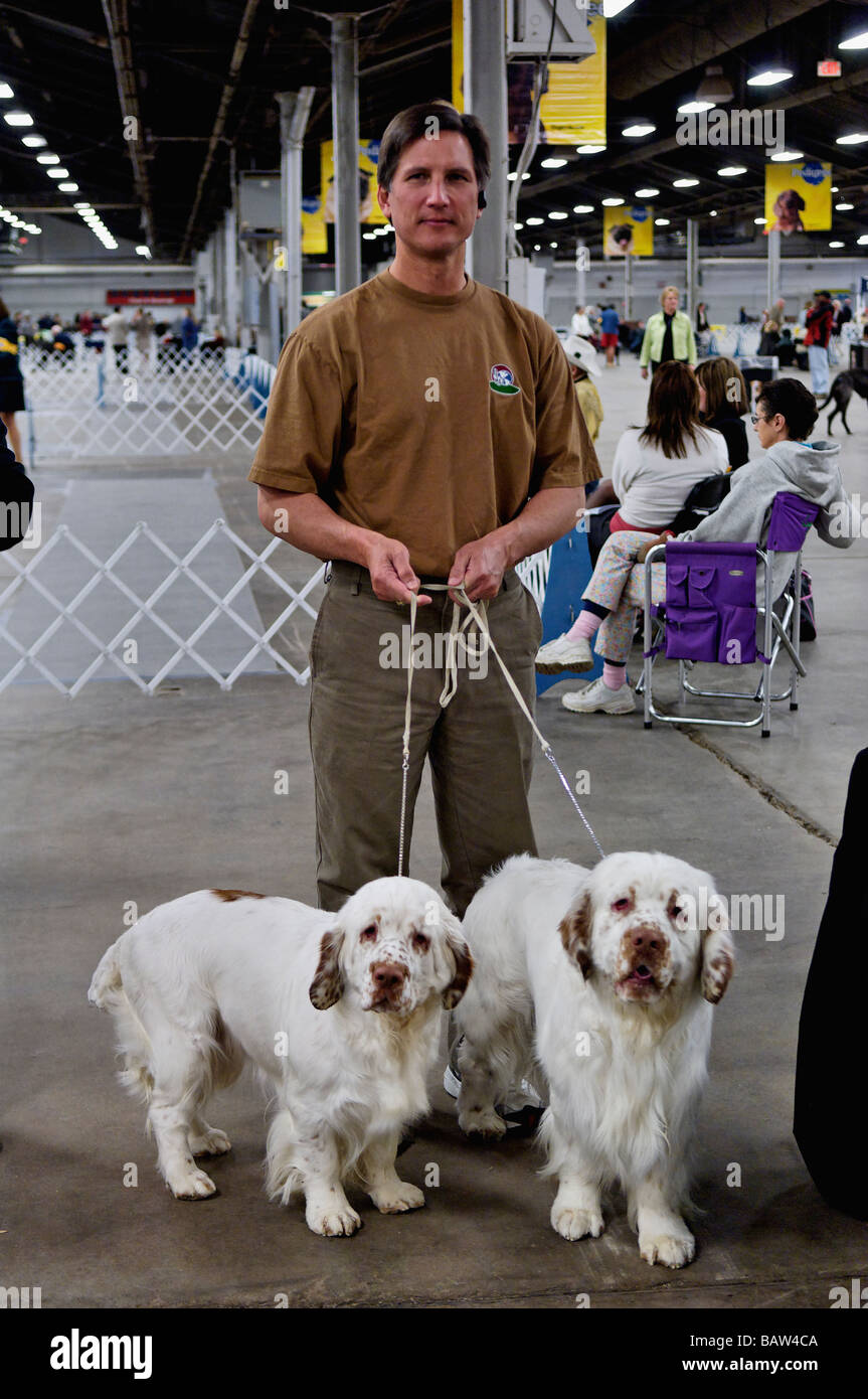 Man at Dog Show Holding the Leashes of Two Clumber Spaniels in Louisville Kentucky Stock Photo
