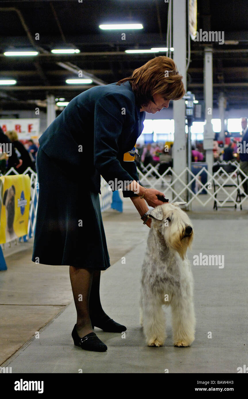 Soft Coated Wheaten Terrier being Shown in the Show Ring at the Louisville Dog Show in Louisville Kentucky Stock Photo