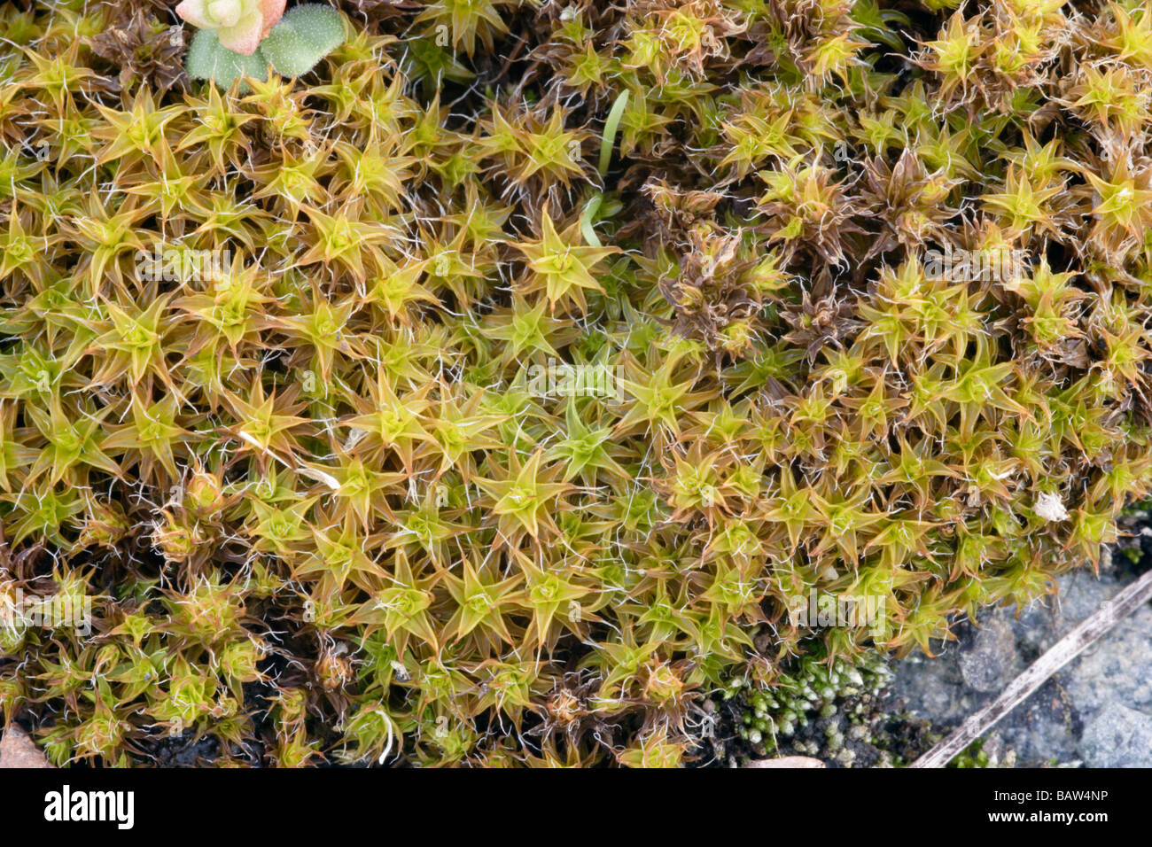 Great hairy screw moss Syntrichia ruralis UK Stock Photo