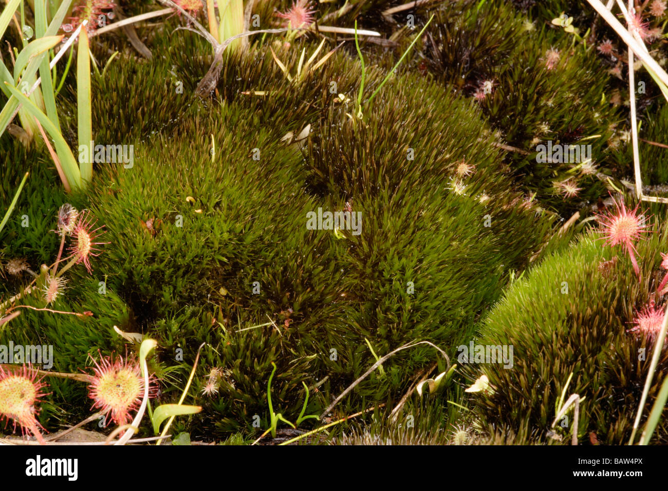 Bristly swan neck moss Campylopus atrovirens on moorland UK Stock Photo
