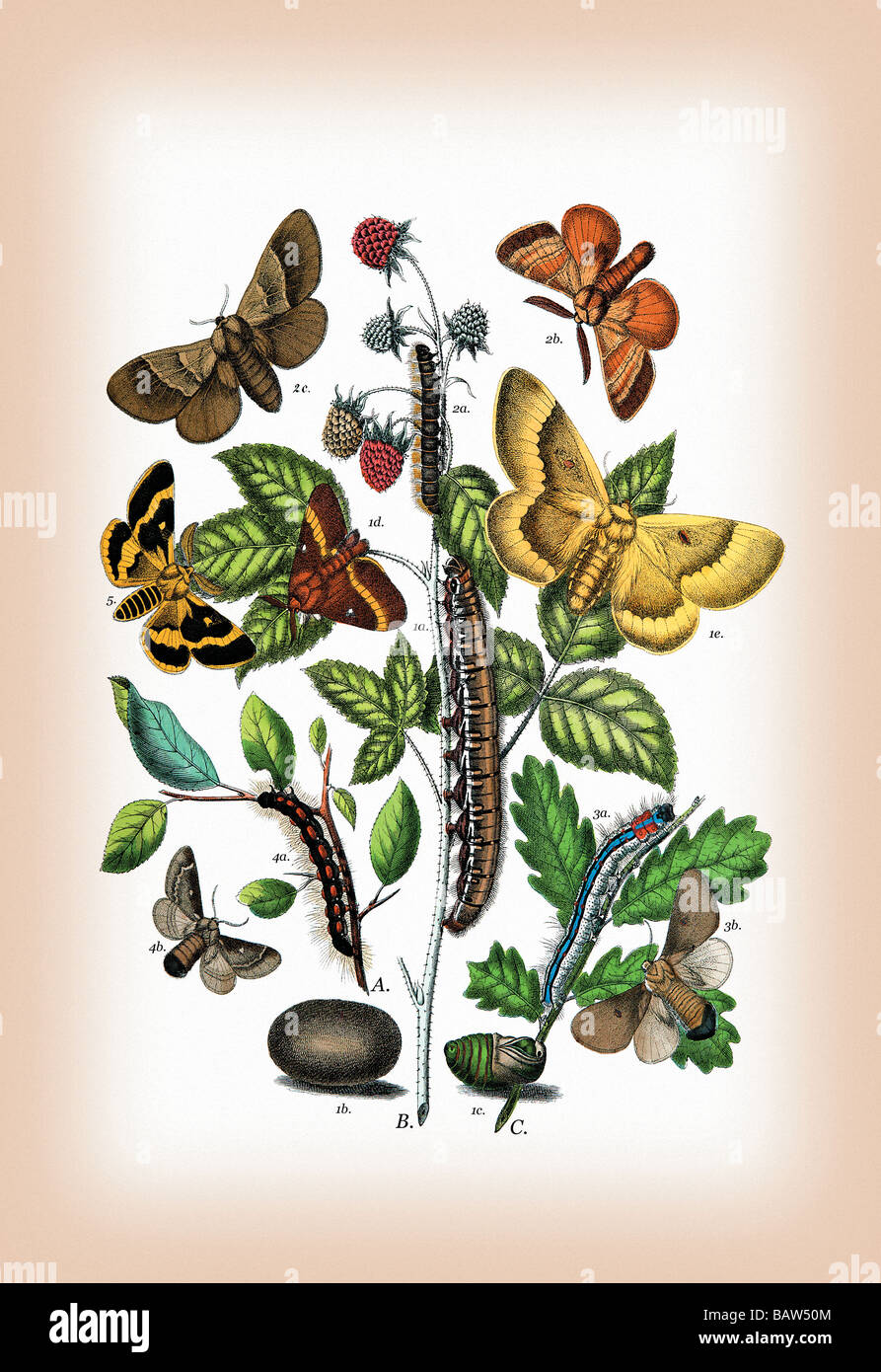Moths: Eriogaster Rimicola,E. Catax,et al. Stock Photo