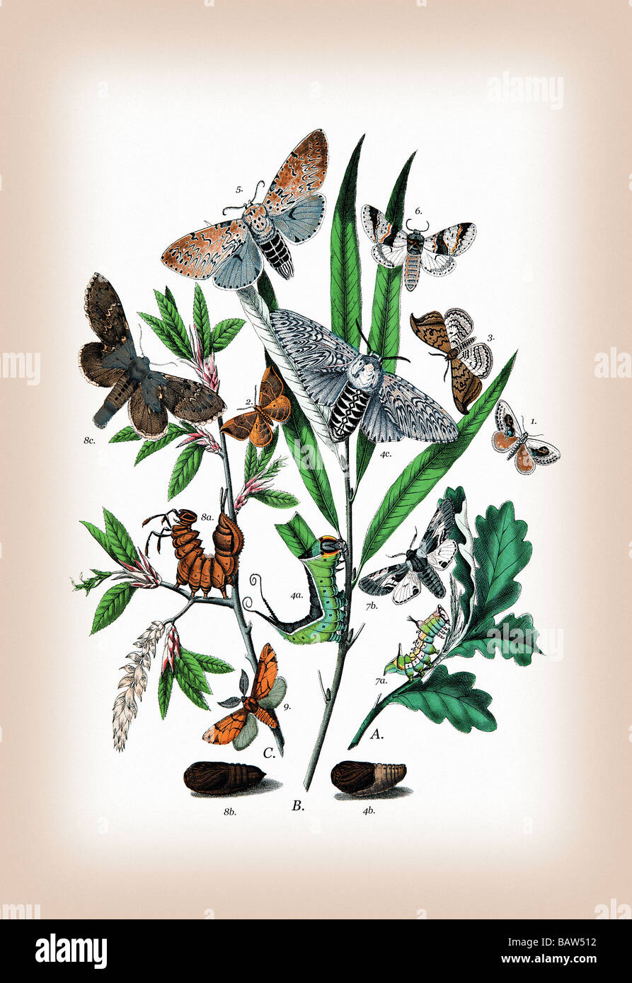Moths: Cerura Vinula,C. Erminea,et al. Stock Photo
