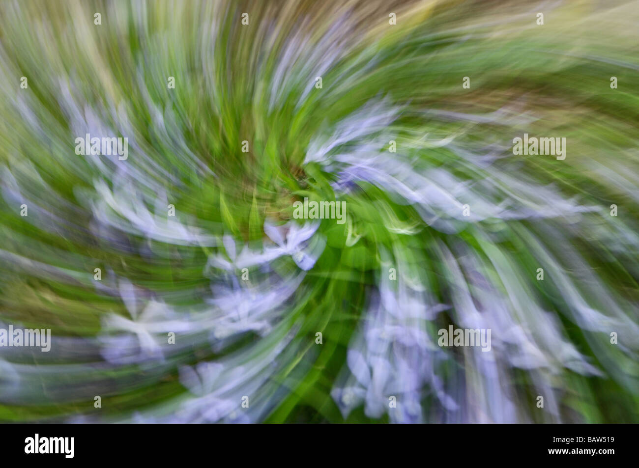 Abstract Zoom Blur Photo of Crested Dwarf Iris in Great Smoky Mountains National Park Tennessee Stock Photo