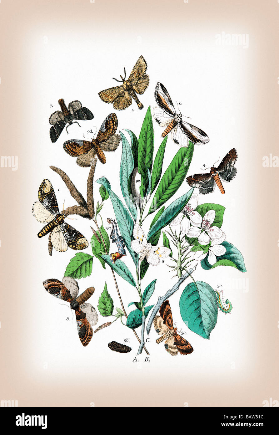 Moths: Pterostoma Palpina,Statalia Argentina,et al. Stock Photo
