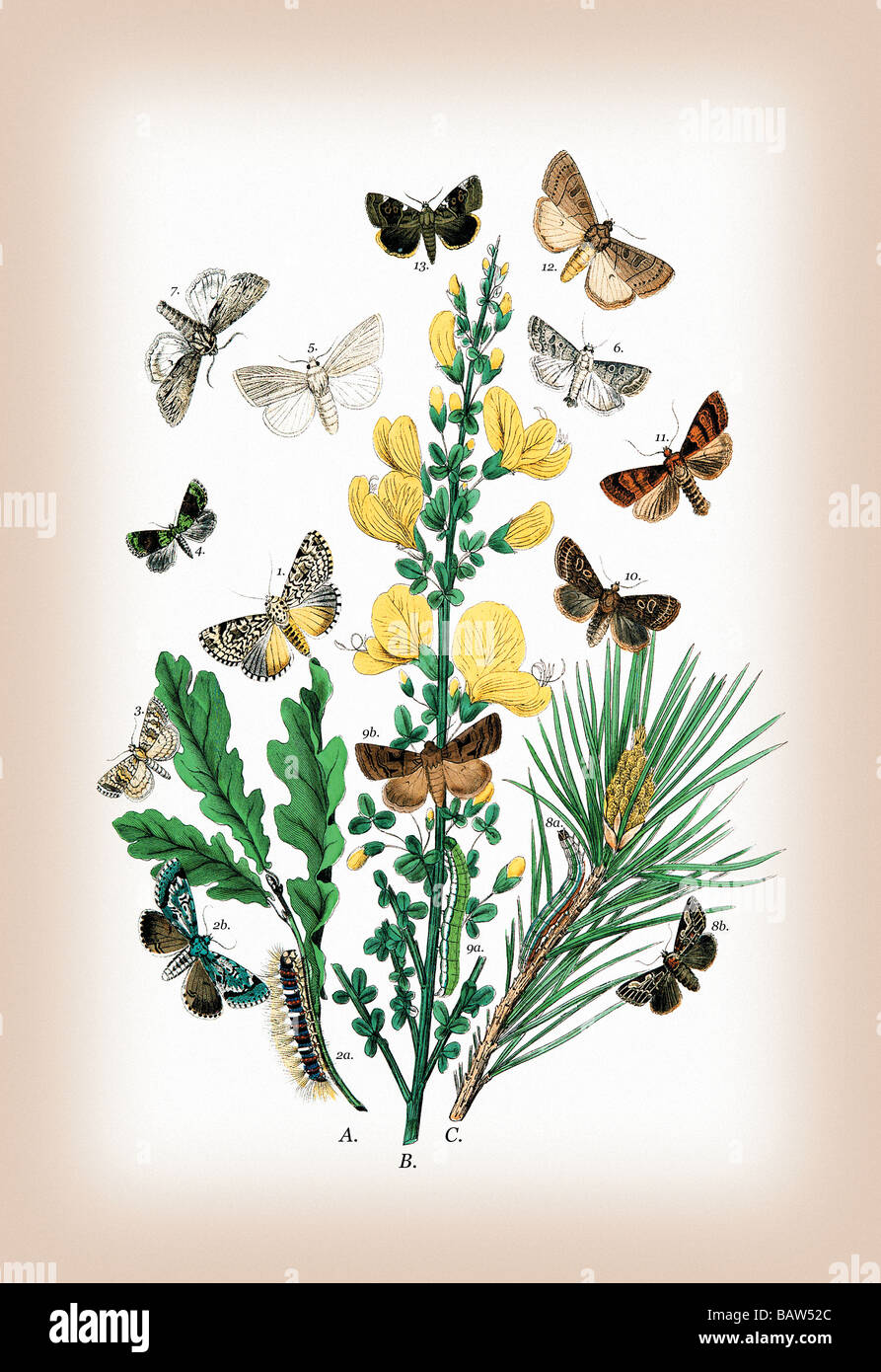 Moths: Dipthera Ludifica,Moma Orion,et al. Stock Photo