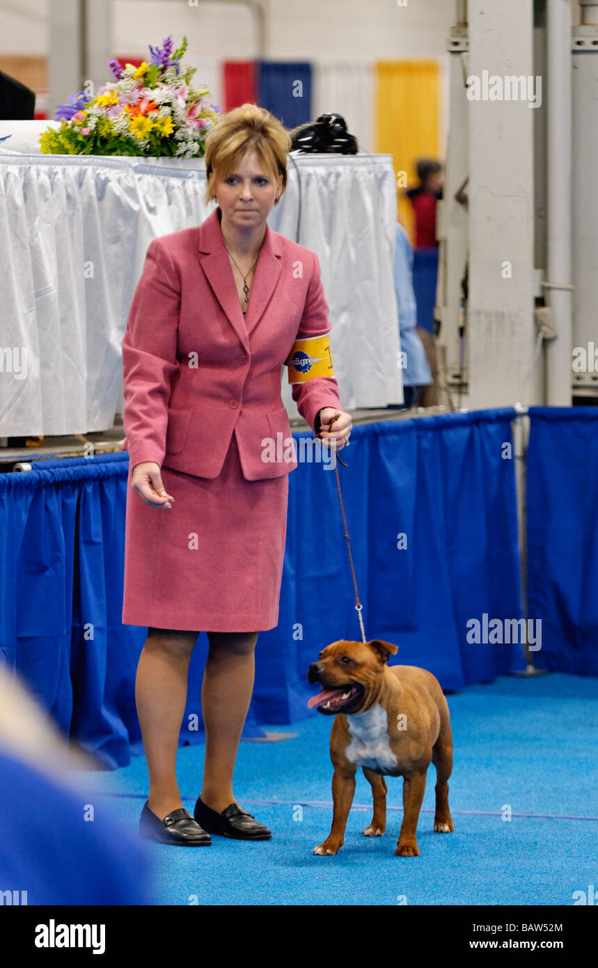 American Staffordshire Terrier being Shown in the Show Ring at the