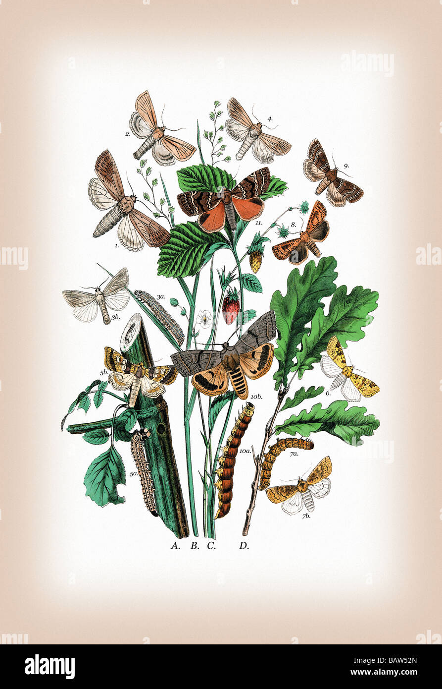 Moths: Leucania Pallens,L. Obsoleta,et al. Stock Photo