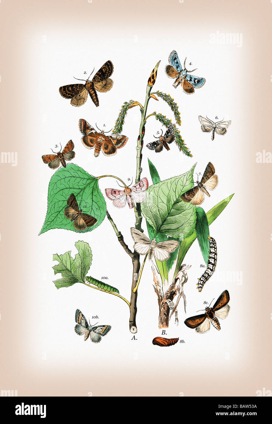 Moths: Pachnobia Carnea,Brithys Pancratii,et al. Stock Photo