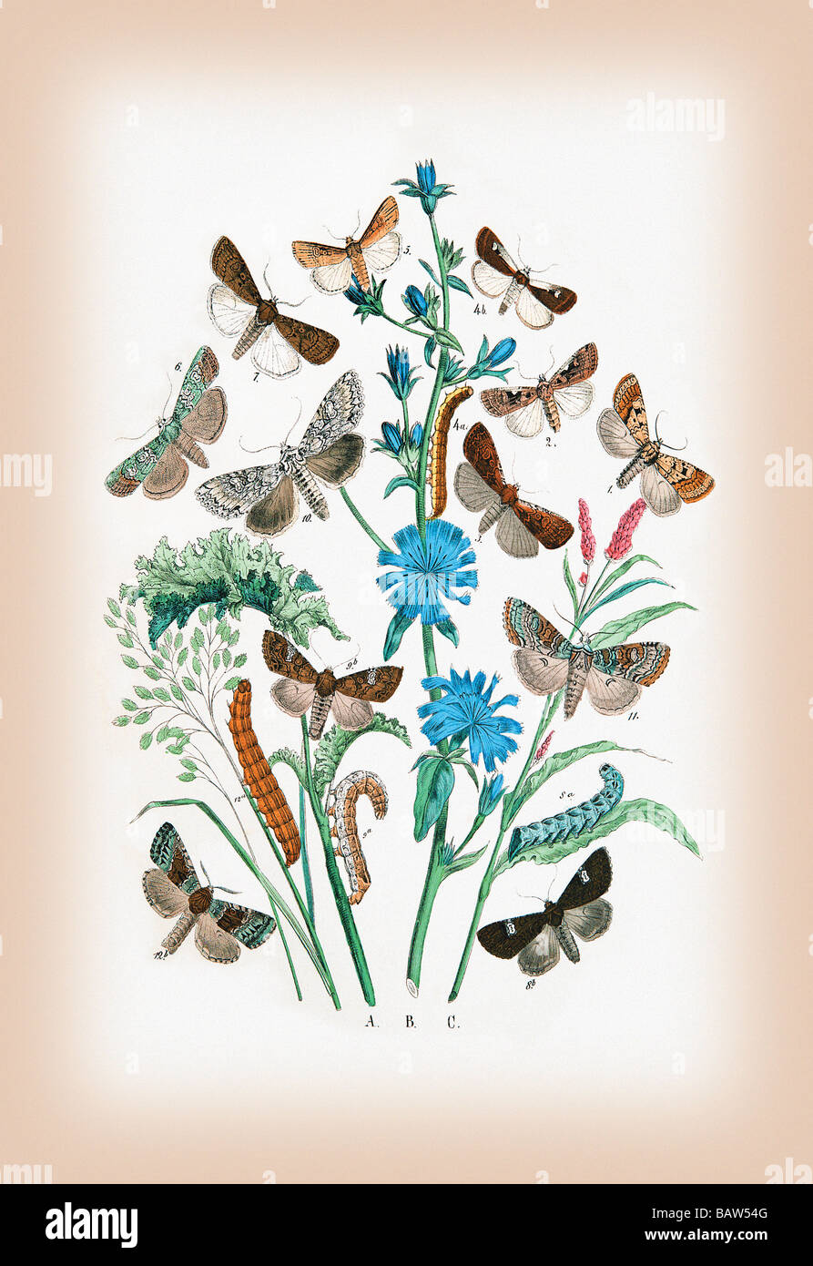 Moths: Agrotis Segetum,Mamestra Persicarice,et al. Stock Photo