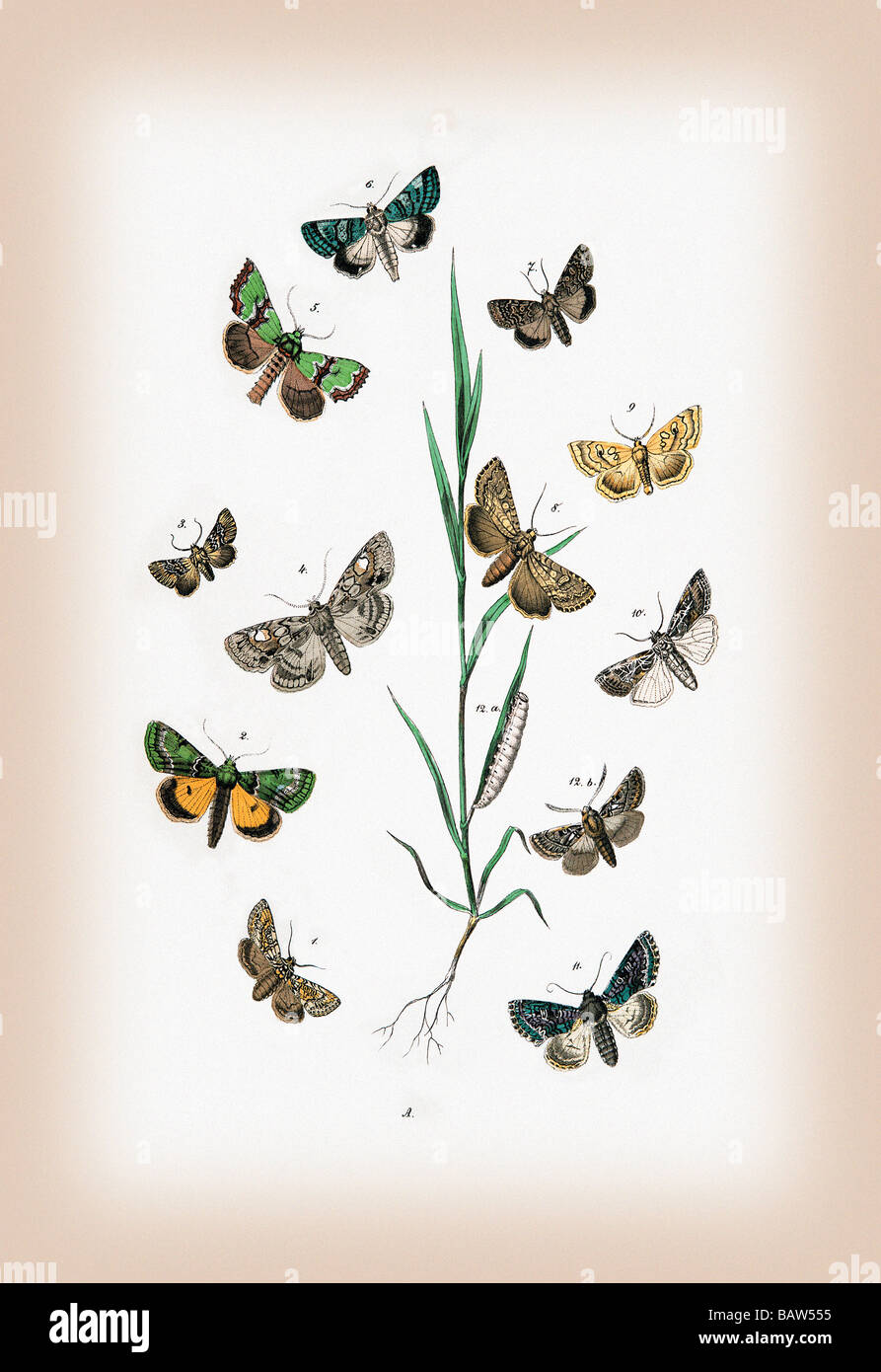 Moths: Cleophana Anarrhini,et al. Stock Photo