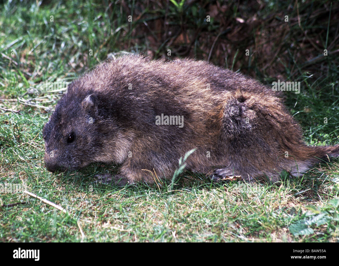 Mammals;Alpine Marmot;'Marmota marmota'; Adult in winter coat(fur) on alpine grassland.French Pyrenees. Stock Photo
