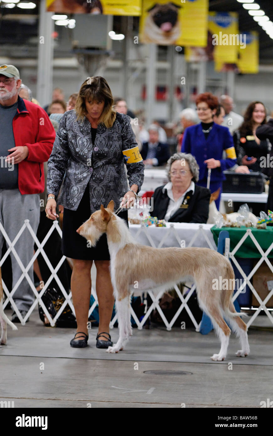 Hound being Shown in the Show Ring at the Louisville Dog Show in
