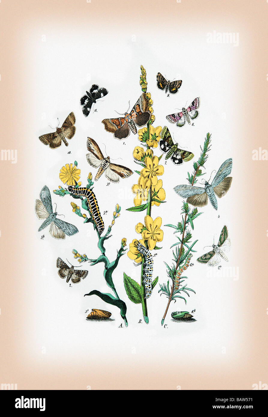 Moths: Heliaca Tenebrata,Cucullia Lactucae,et al. Stock Photo