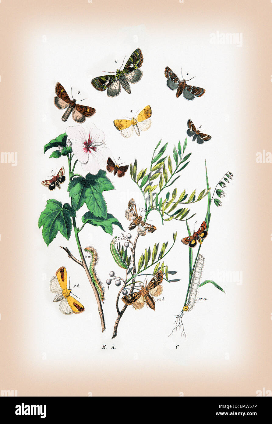 Moths: Hadena Atriplicis,H. Exulis,et al. Stock Photo