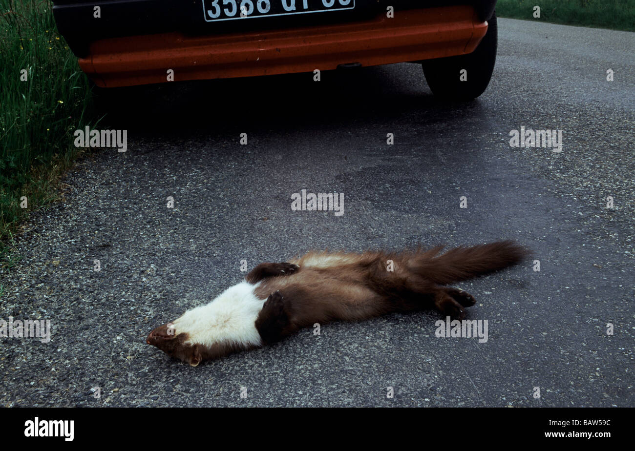 Mammals.Beech Martin.'Mirtes foina'.Adult killed on the road in South-west France. Stock Photo