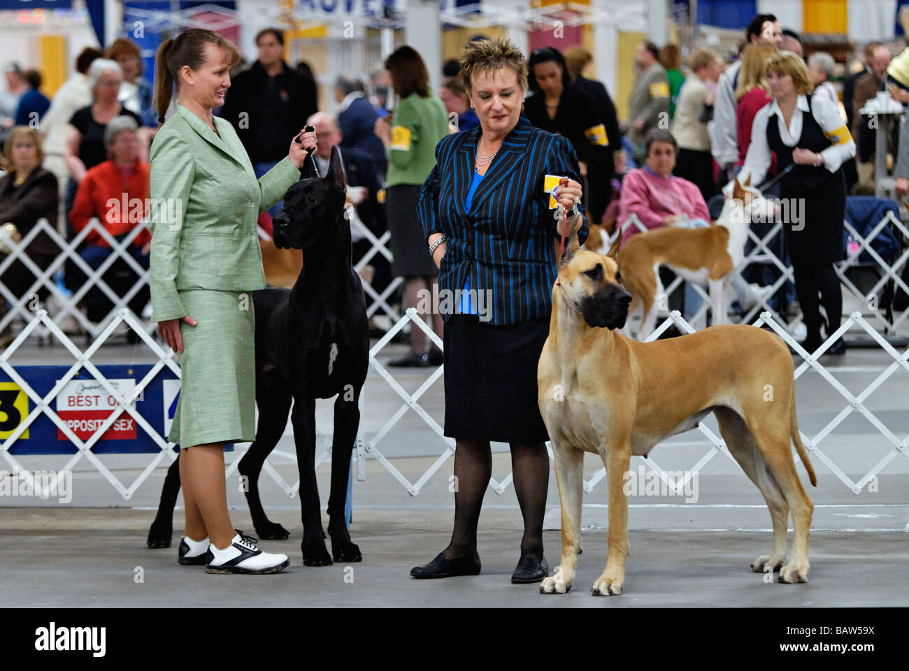Great Danes being Shown in the Show Ring at the Louisville Dog Show in