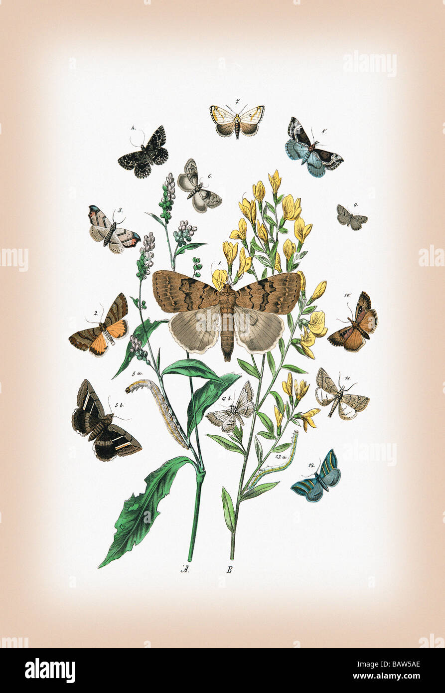Moths: Pericyma Albidentaria,Spintherops Spectrum,et al. Stock Photo