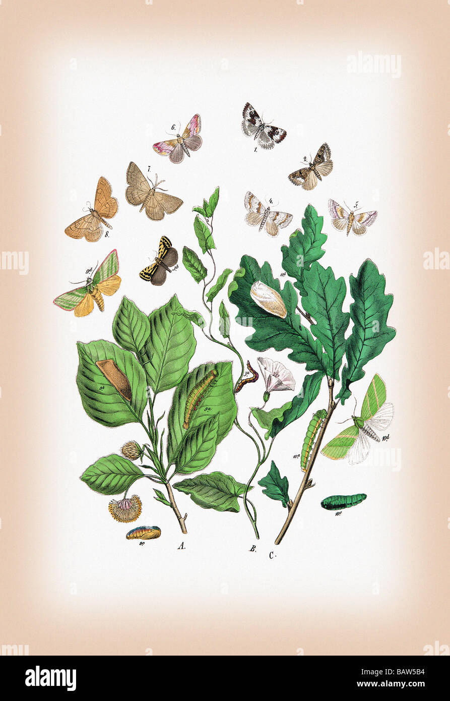 Moths: Erastria Deceptoria,E. Fasciana,et al. Stock Photo