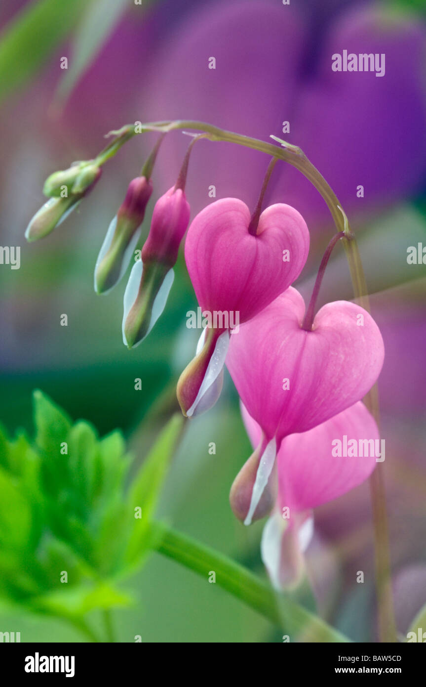 Zoomed Image of Bleeding Hearts Stock Photo
