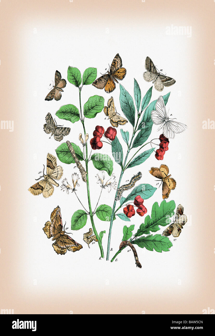 Moths: Pericallia Syringaria,Therapis Evonymaria,et al. Stock Photo