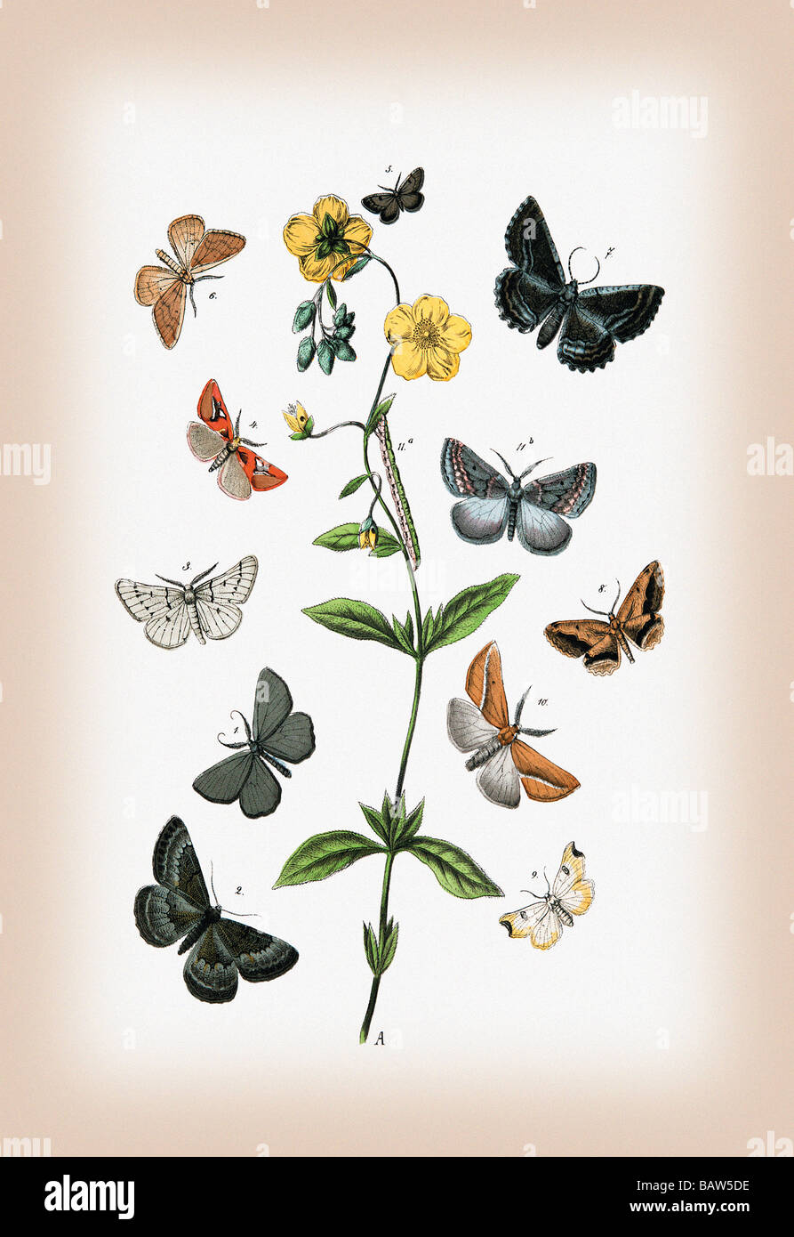 Moths: Cleogene Peletieraria,Chemerina Caliginearia,et al. Stock Photo
