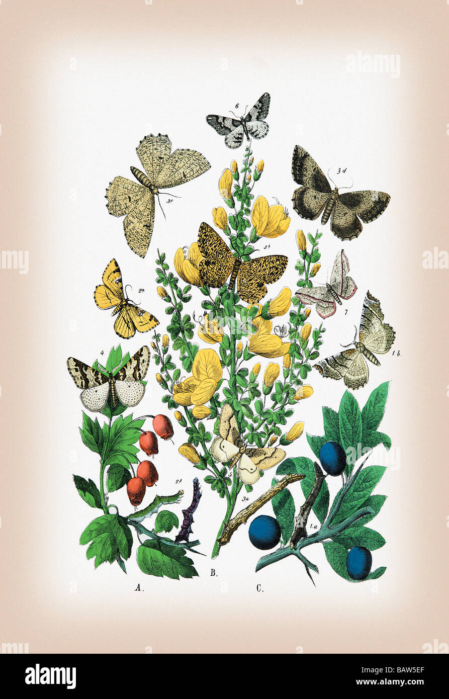 Moths: Selenia Bilunaria,Rumia Luteolata,et al. Stock Photo