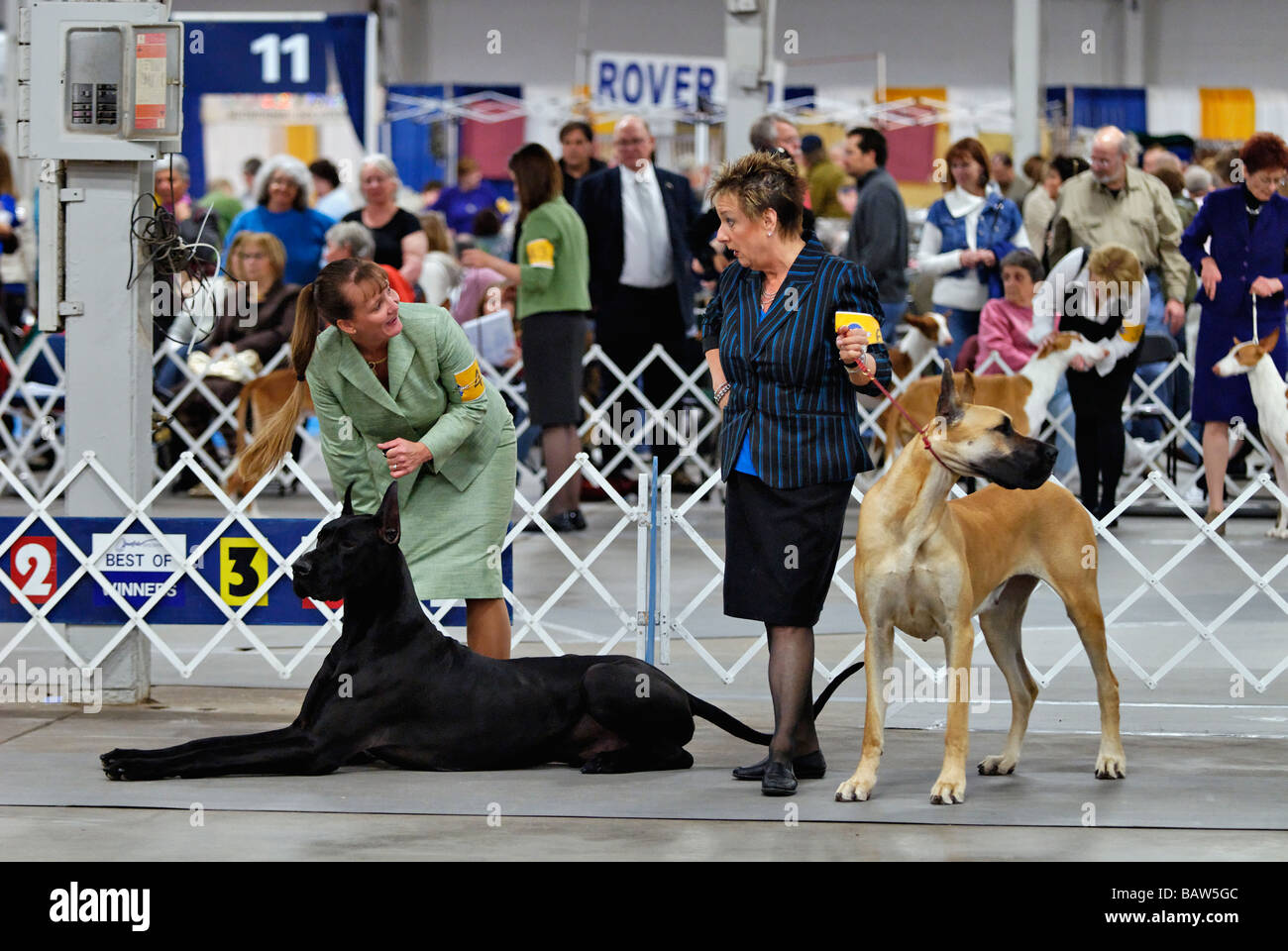 Great Danes being Shown in the Show Ring at the Louisville Dog Show in