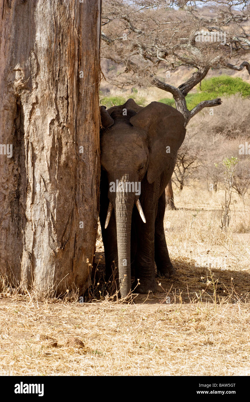 Juvenile African Elephant shading by tree. Trunk to trunk Stock Photo