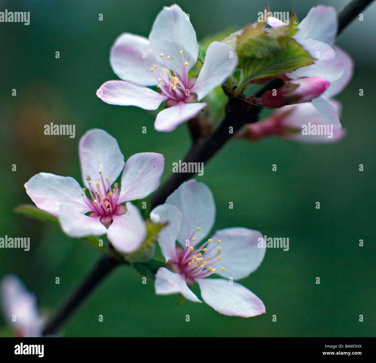Closeup of blooming Cerasus japonica cherry tree petals Stock Photo
