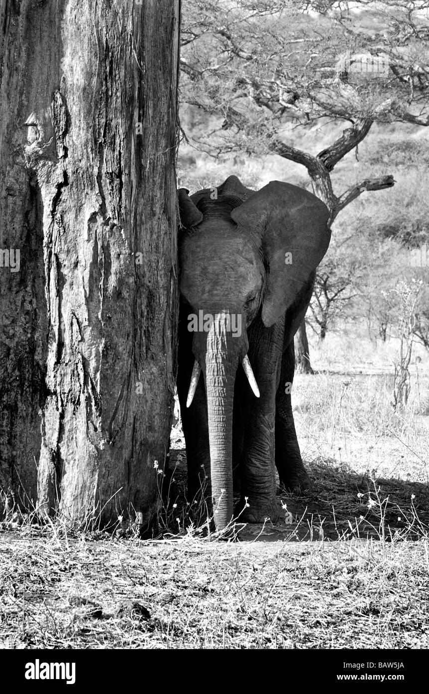 Juvenile African Elephant shading by tree. Trunk to trunk. Stock Photo